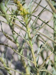 Stillingia paucidentata