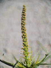 Stillingia paucidentata