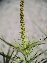 Stillingia paucidentata