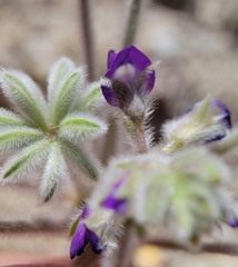 Lupinus shockleyi