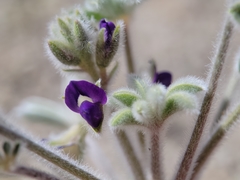 Lupinus shockleyi