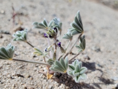 Lupinus shockleyi