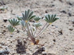 Lupinus shockleyi