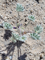 Lupinus shockleyi