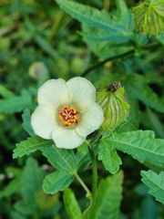 Hibiscus richardsonii