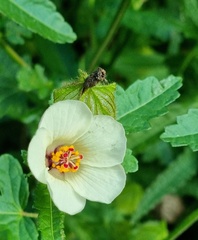 Hibiscus richardsonii
