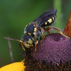 Nomada erigeronis