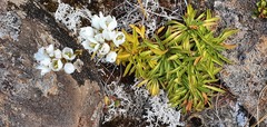 Gentianella bellidifolia