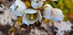 Gentianella bellidifolia