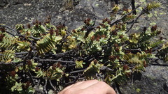 Veronica amplexicaulis