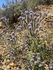 Phacelia hubbyi