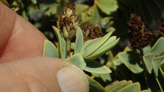 Veronica amplexicaulis