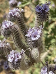 Phacelia hubbyi