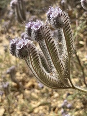 Phacelia hubbyi