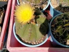 Astrophytum