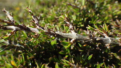 Coprosma brunnea