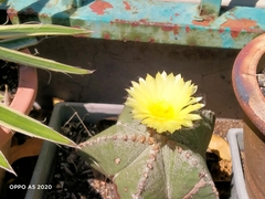 Astrophytum