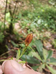 Cryptostylis arachnites