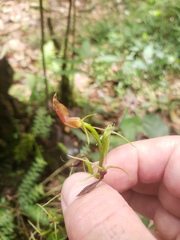 Cryptostylis arachnites
