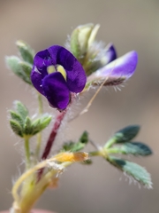 Lupinus flavoculatus