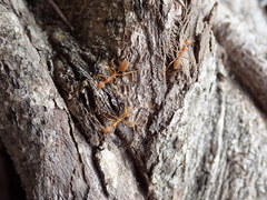 Oecophylla smaragdina