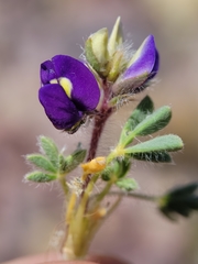 Lupinus flavoculatus