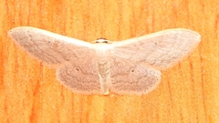 Idaea distinctaria