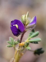 Lupinus flavoculatus