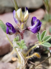 Lupinus flavoculatus