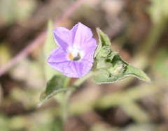Convolvulus siculus