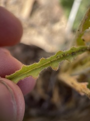 Mentzelia micrantha