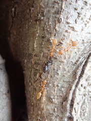 Oecophylla smaragdina