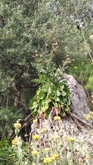Centaurea tauromenitana