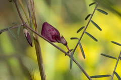 Vicia peregrina
