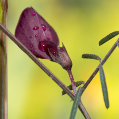 Vicia peregrina