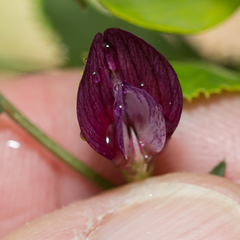 Vicia peregrina