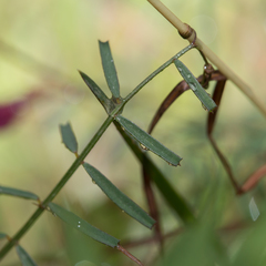 Vicia peregrina
