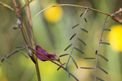 Vicia peregrina