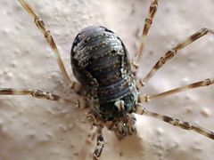 Dasylobus graniferus