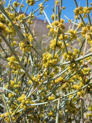 Image of Ephedra funerea by no rights reserved