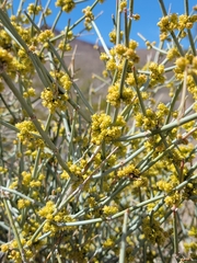 Ephedra funerea