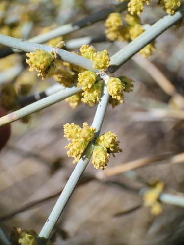 Image of Ephedra funerea by no rights reserved