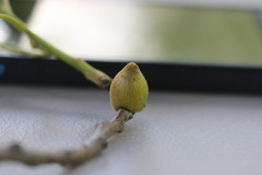 Callirhytis quercusventricosa