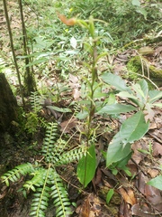 Cryptostylis arachnites