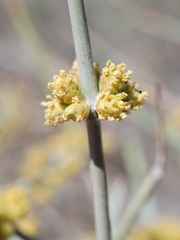 Ephedra funerea