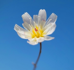 Atrichoseris platyphylla