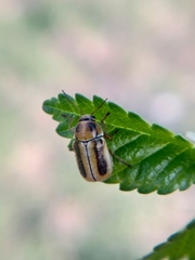 Cryptocephalus lemniscatus