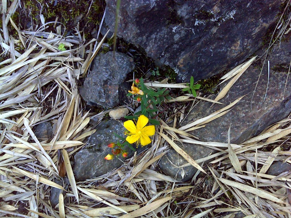 Hypericum nagasawae (Hypericum nagasawae)