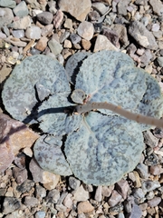 Atrichoseris platyphylla