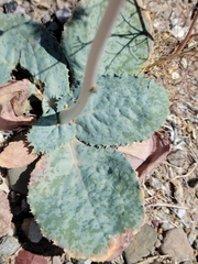 Atrichoseris platyphylla